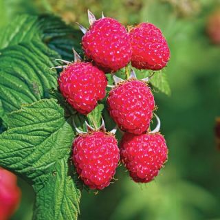 Encore Raspberry Thumbnail